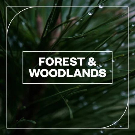 [森林环境音效合集] Blastwave FX Forest and Woodlands