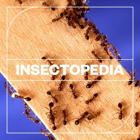 [昆虫音效采样包] Blastwave FX Insectopedia