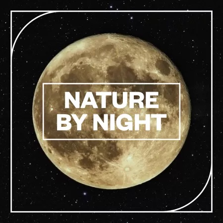 [夜晚自然音效采样包] Blastwave FX Nature by NIght